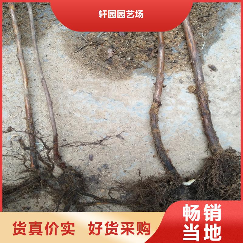 【 树莓_蓝莓苗多年实力厂家】种类齐全