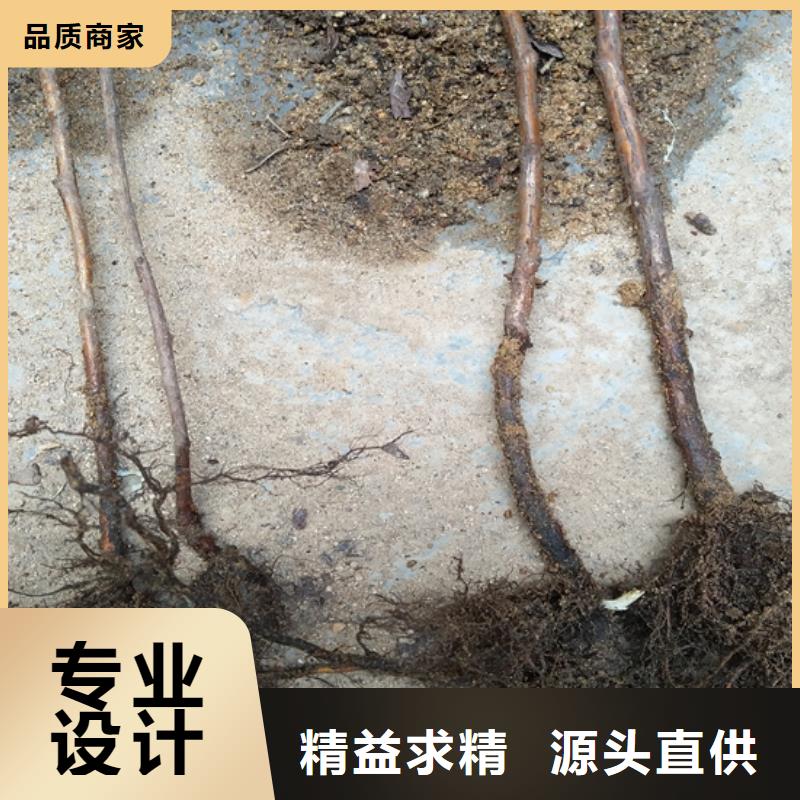 树莓-蓝莓苗库存充足