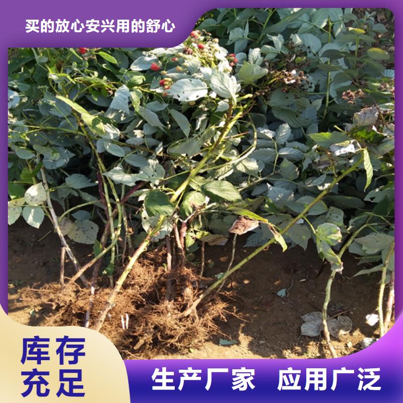【树莓】石榴树值得信赖