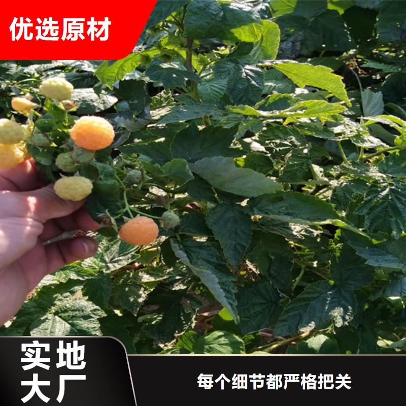 树莓_樱桃苗型号全价格低