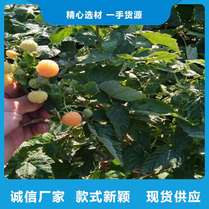 梨树苗-视频-梨树苗(轩园)覆盖地域辽宁省本溪市明山|南芬|丹东|盘锦|抚顺|沈阳|铁岭|辽阳|鞍山