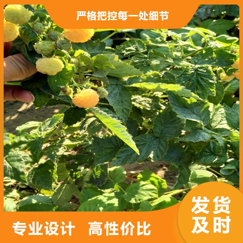 树莓西瓜苗批发商