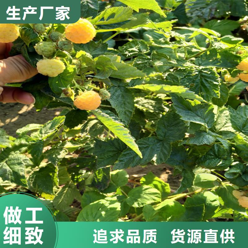 树莓_石榴树销售的是诚信