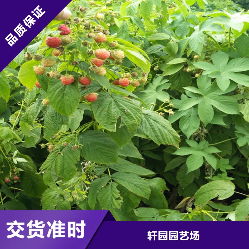 树莓,樱桃苗应用范围广泛
