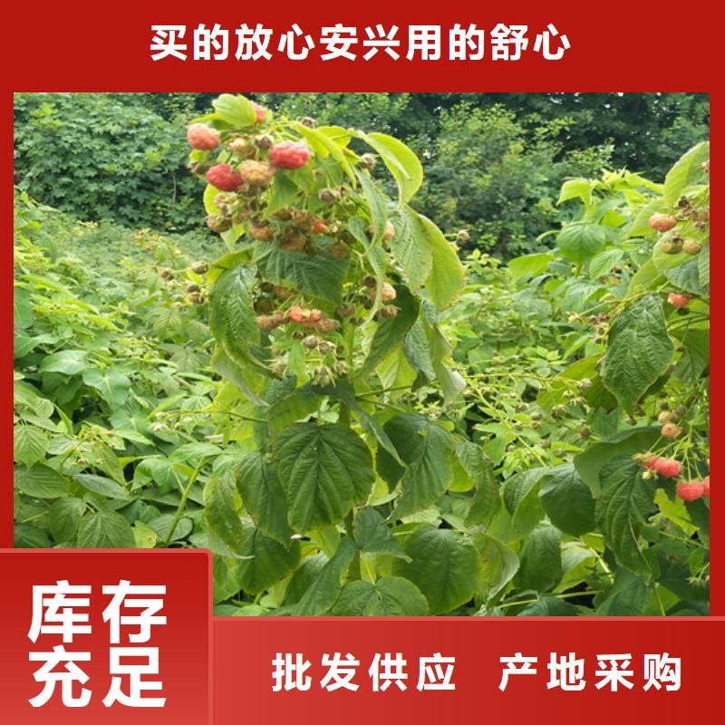 烈山|杜集|阜阳|宣城|六安|芜湖【 树莓-桃树苗厂家批发价】-企业旺旺