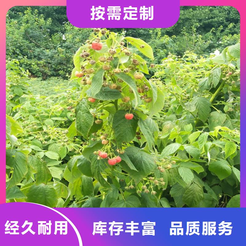 树莓西瓜苗批发商