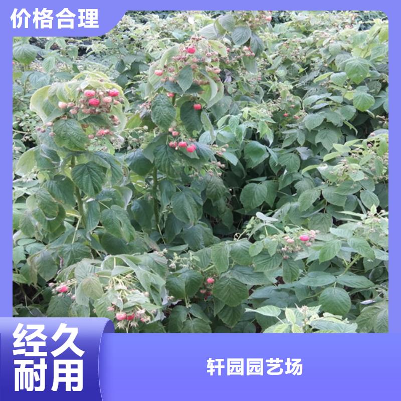 树莓樱桃苗同行低价