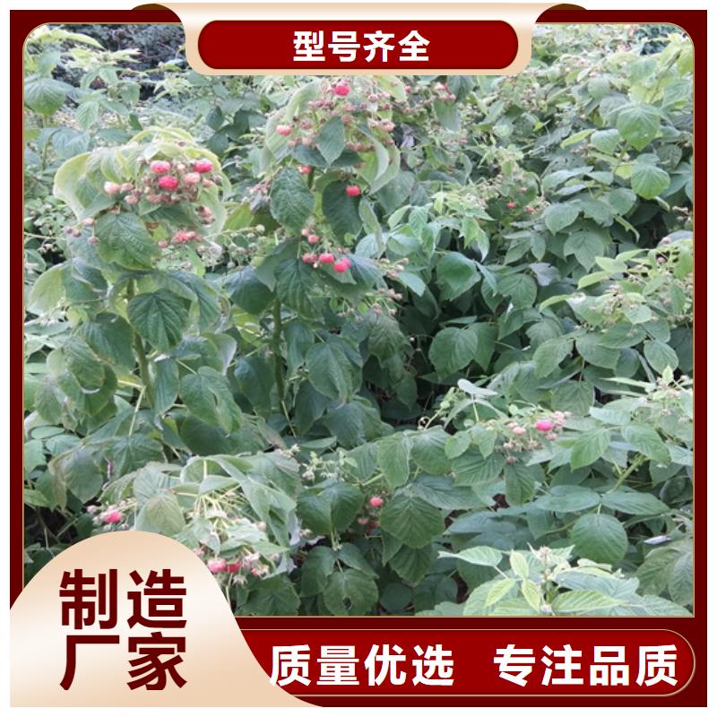【 树莓_蓝莓苗多年实力厂家】种类齐全