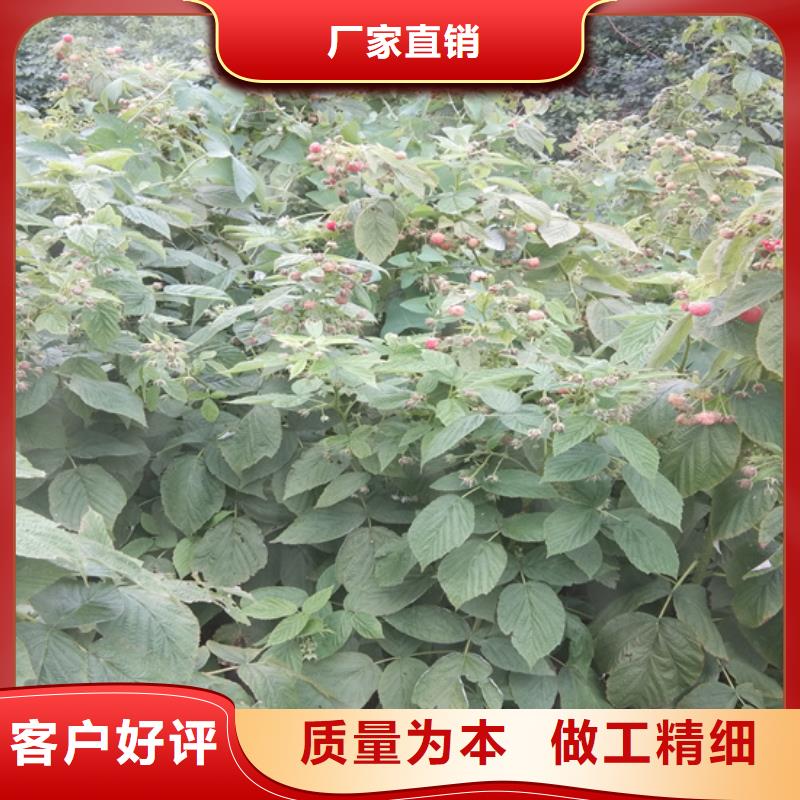 【树莓】石榴树值得信赖|梨树苗-轩园园艺场(本溪市分公司)