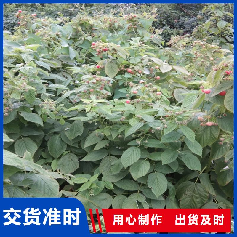 梨树苗视频-梨树苗|吕梁市|方山|离石|朔州|阳泉|大同|忻州|运城