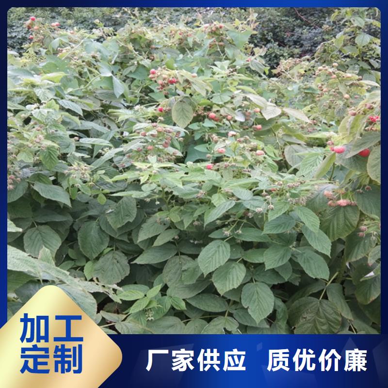 树莓西瓜苗批发商