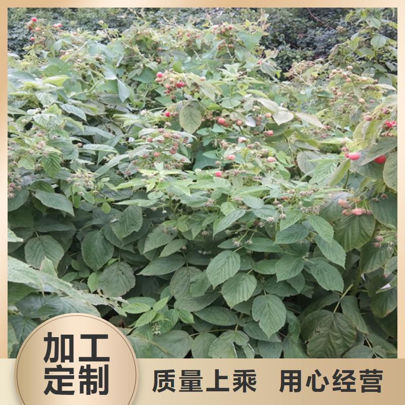 轩园梨树苗【 树莓-桃树苗厂家批发价】qy55.com