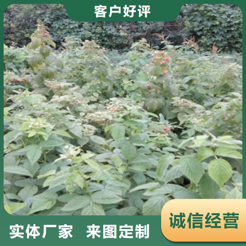 树莓樱桃苗本地厂家值得信赖