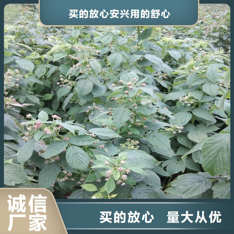 树莓樱桃苗品质保证