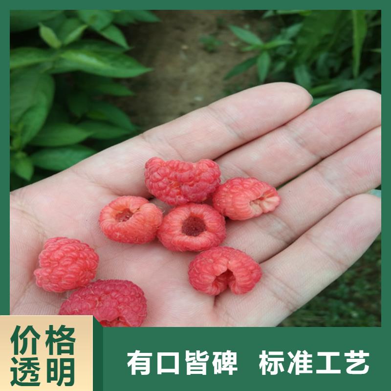 树莓,樱桃苗应用范围广泛