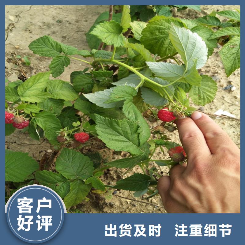 树莓_樱桃苗型号全价格低