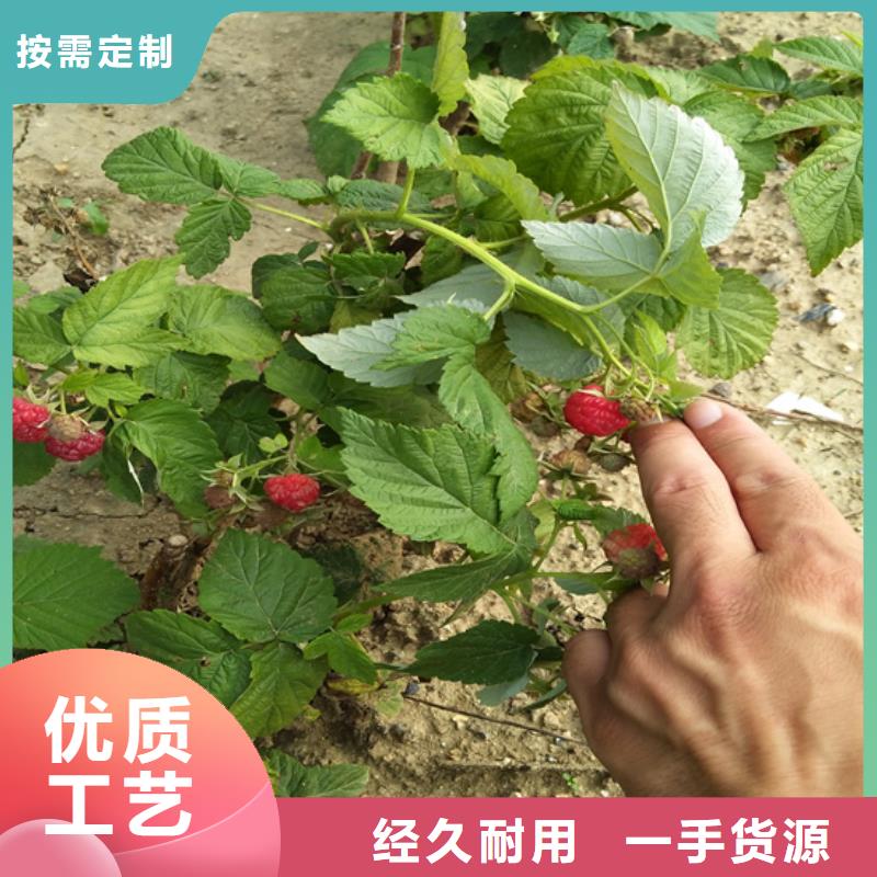 树莓樱桃苗品质保证