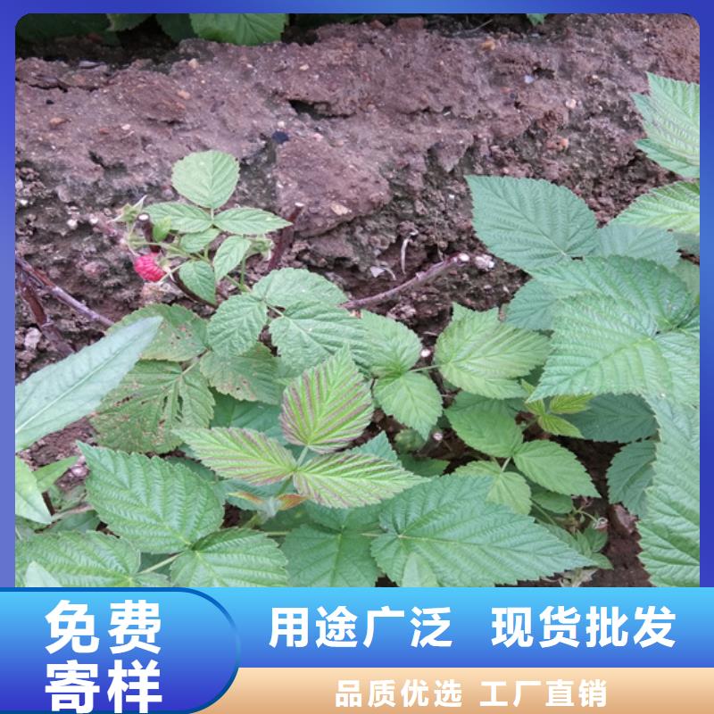 【树莓】石榴树值得信赖