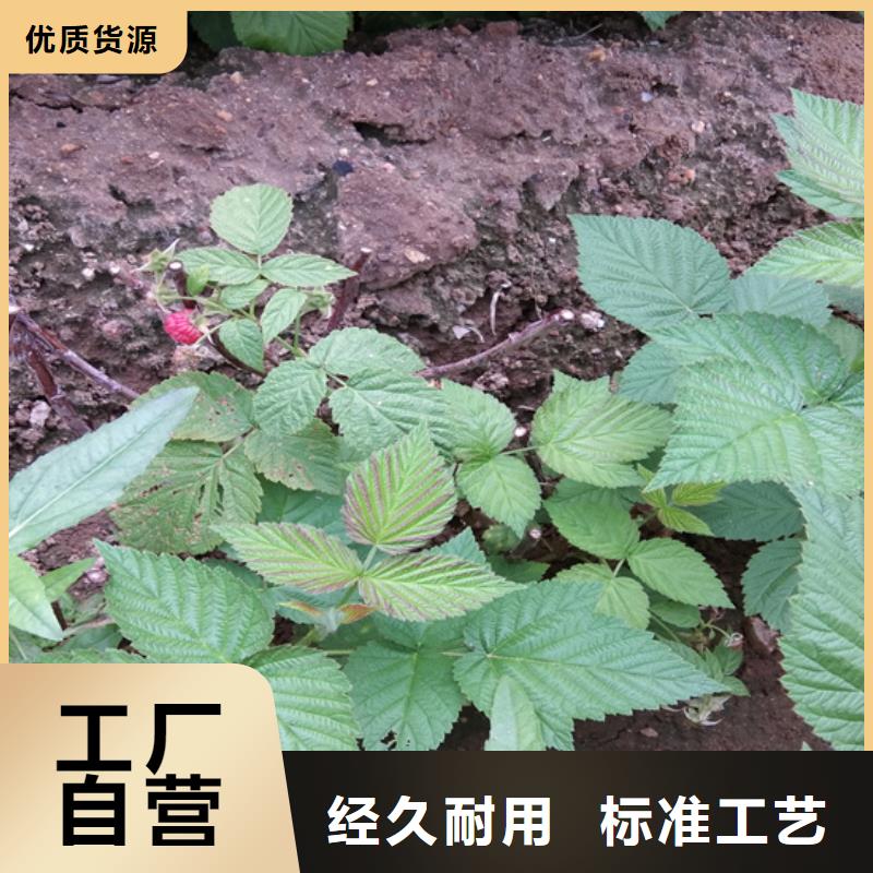 树莓_樱桃苗客户好评