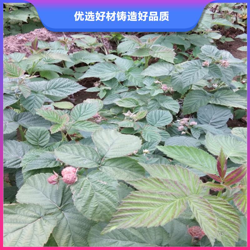 树莓_樱桃苗客户好评
