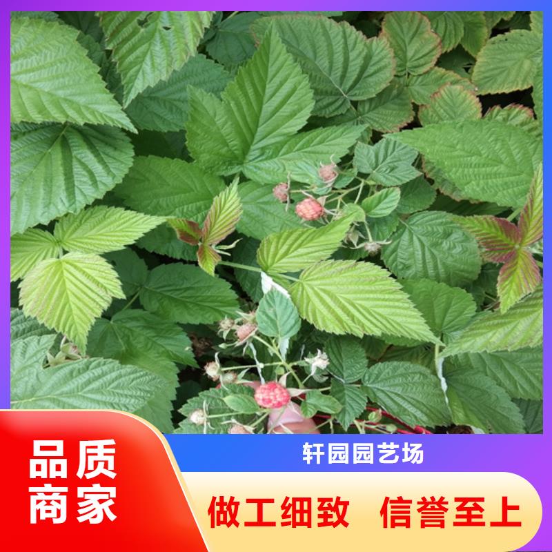 树莓【苹果苗】48小时发货