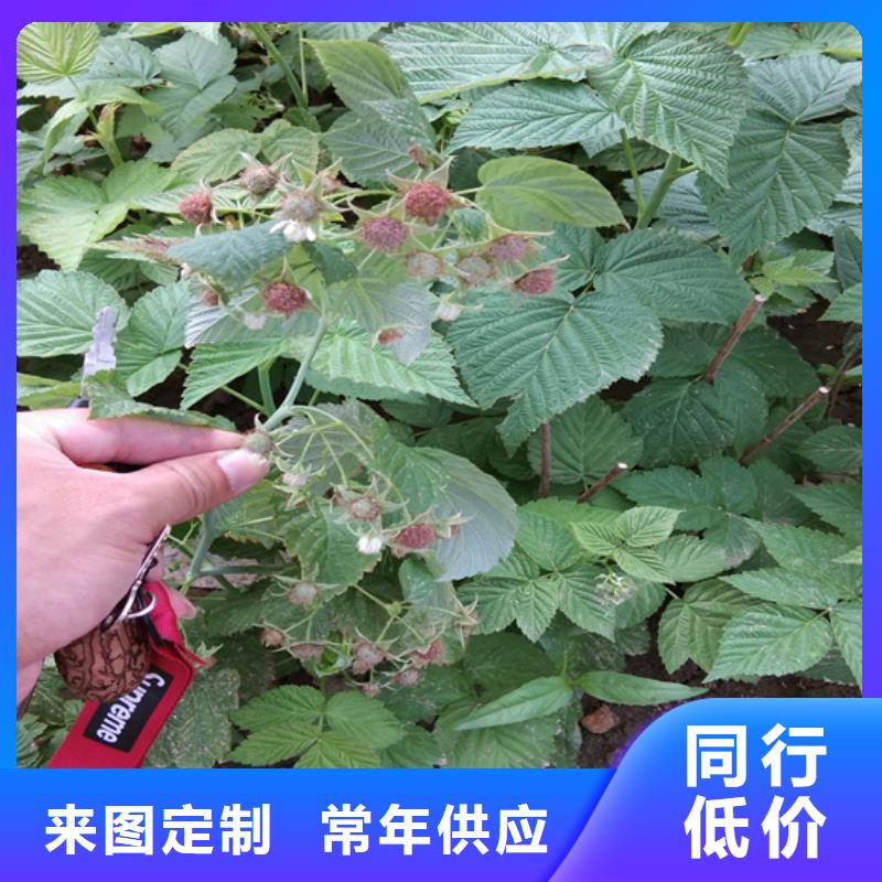 轩园梨树苗【 树莓-桃树苗厂家批发价】qy55.com