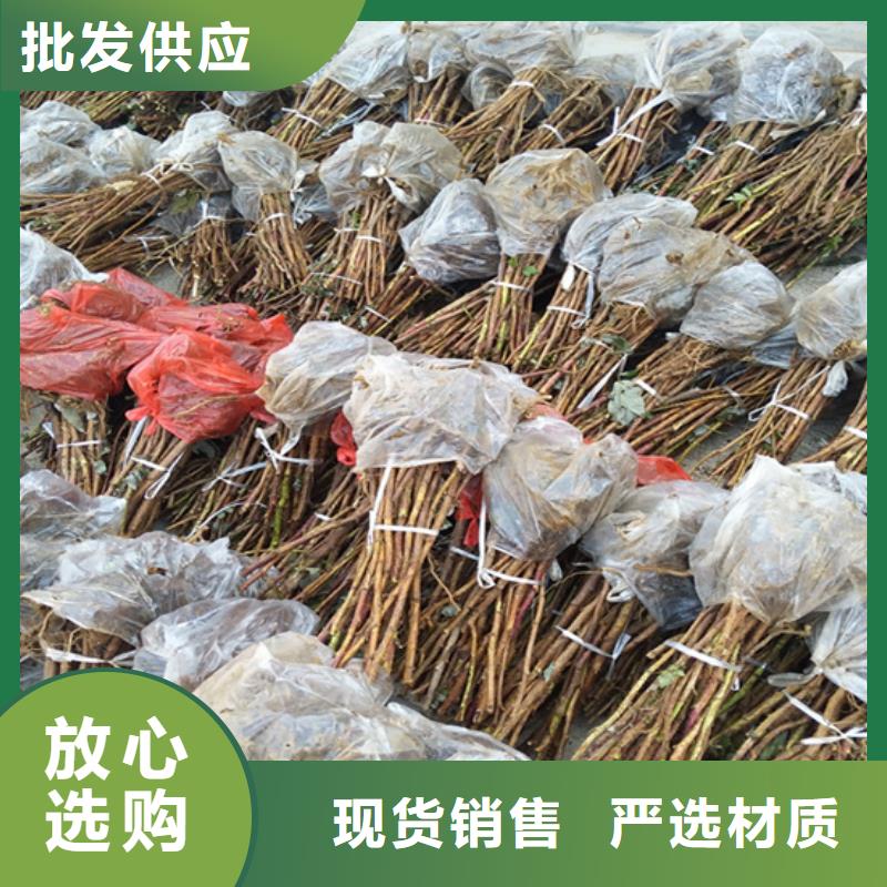 树莓,樱桃苗应用范围广泛