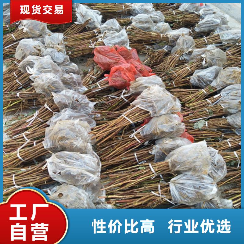 【 树莓-桃树苗厂家批发价】由轩园为您