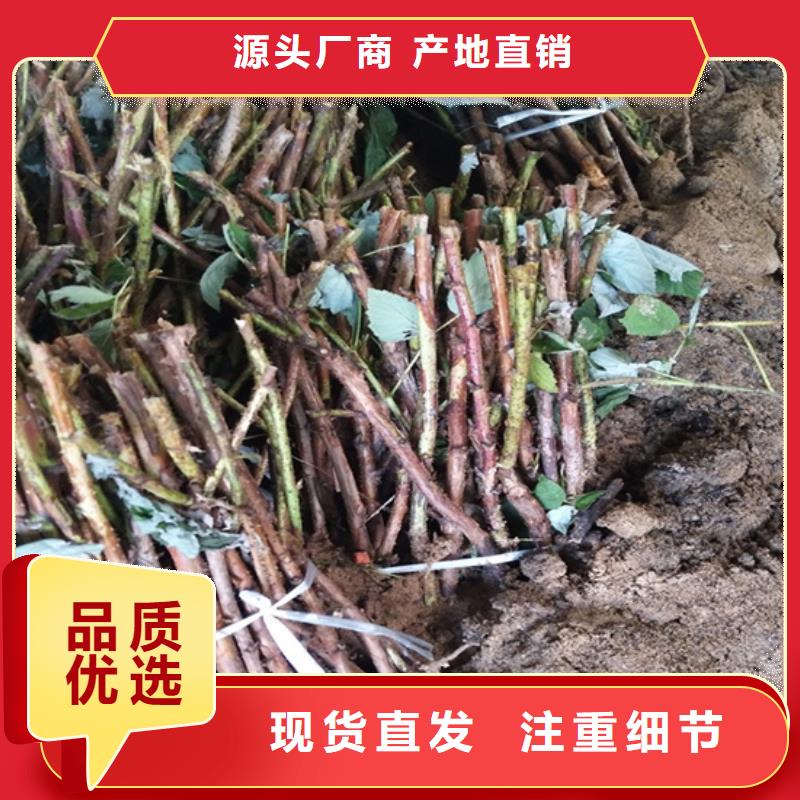 树莓3公分软籽石榴苗精工打造