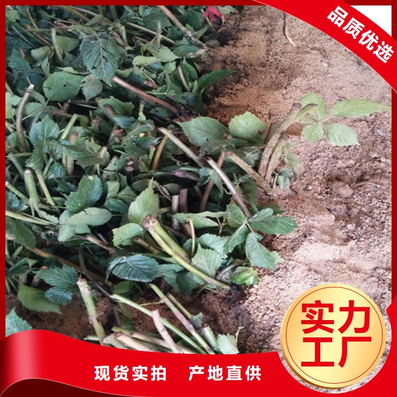 树莓,樱桃苗应用范围广泛