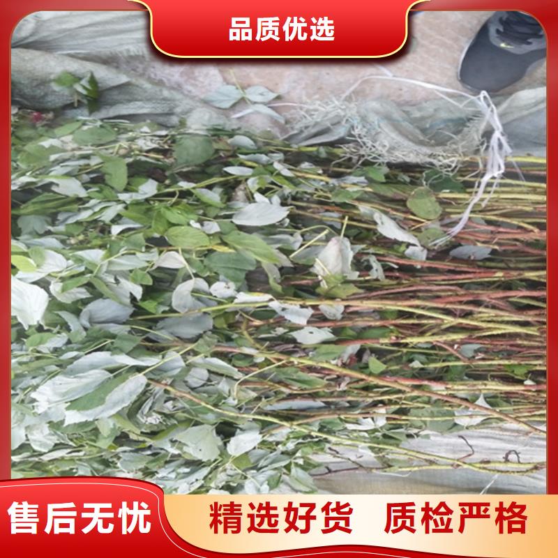 树莓-蓝莓苗库存充足