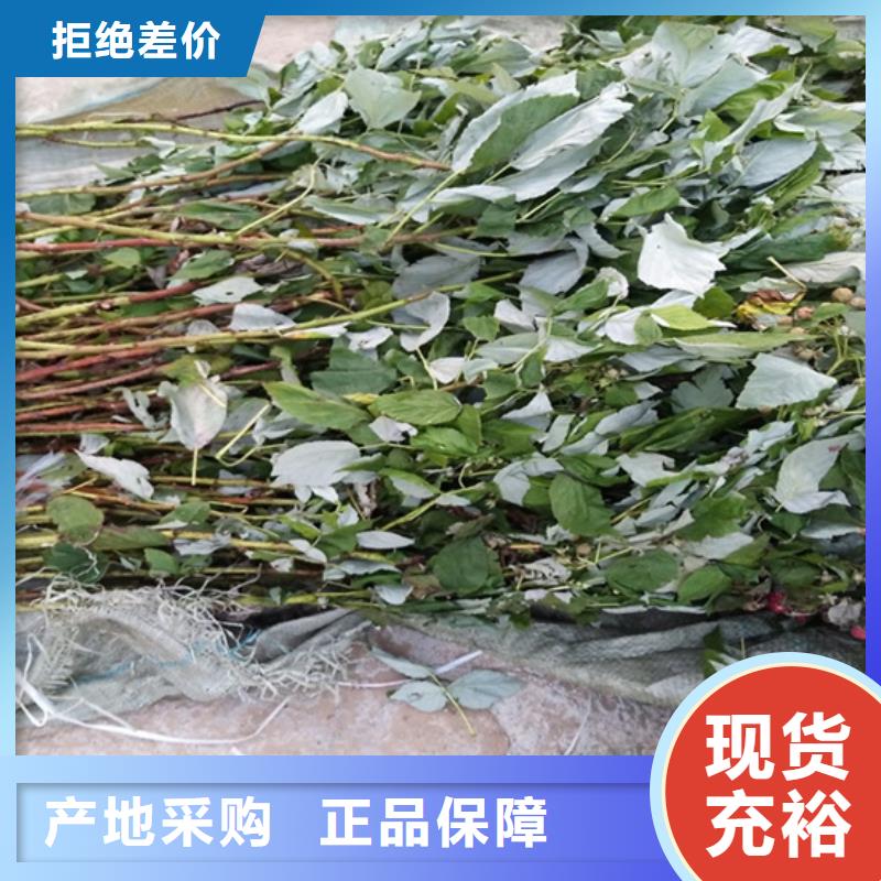 树莓,樱桃苗应用范围广泛
