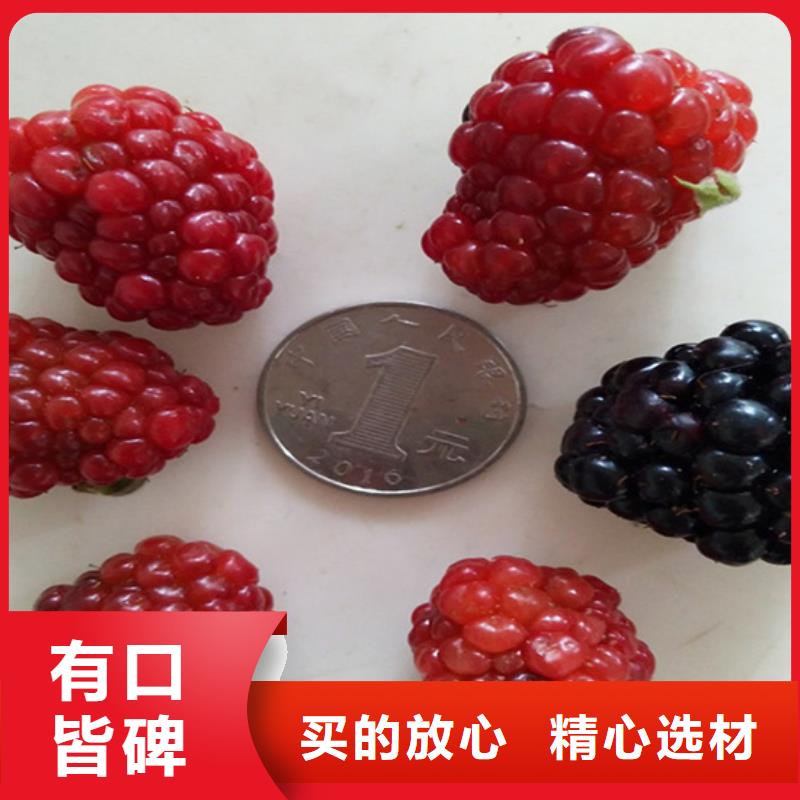 【树莓】石榴树值得信赖|梨树苗-轩园园艺场(本溪市分公司)