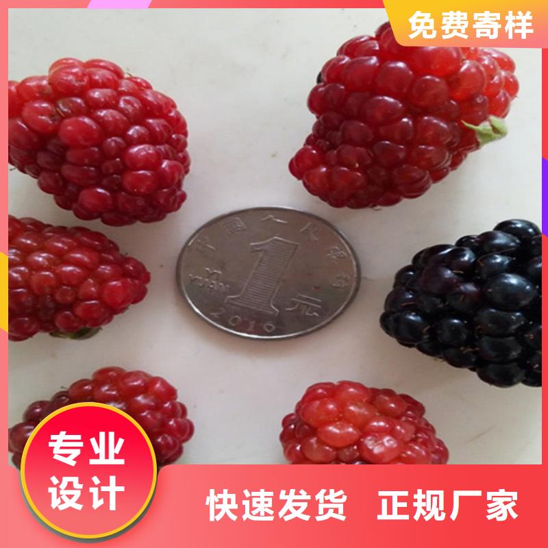 树莓西瓜苗批发商