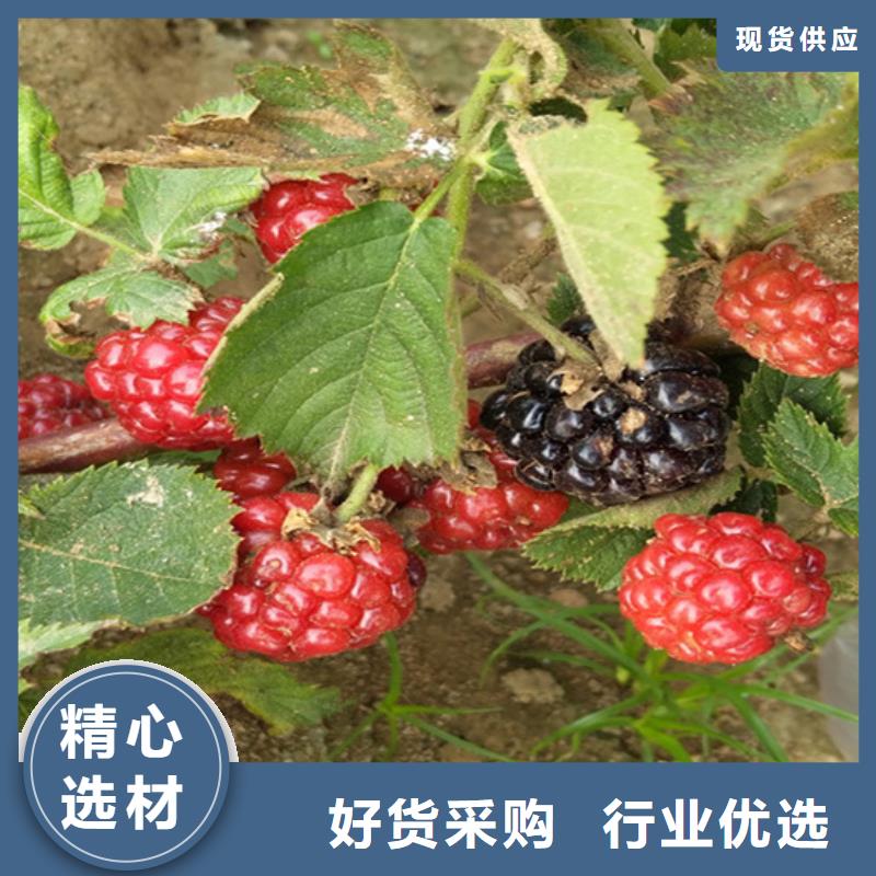 树莓西瓜苗批发商