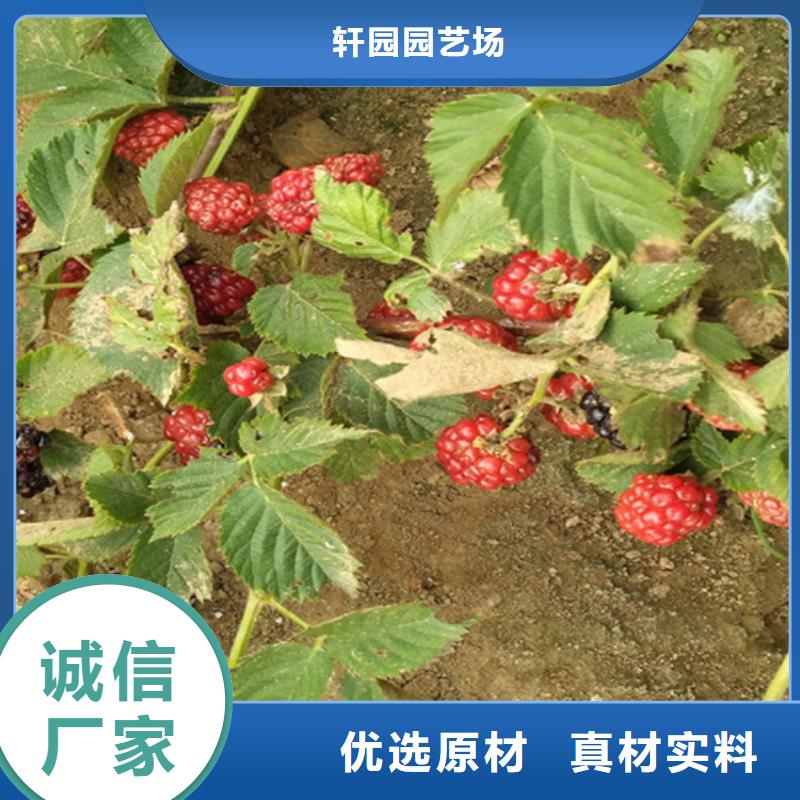 梨树苗视频-梨树苗|吕梁市|方山|离石|朔州|阳泉|大同|忻州|运城