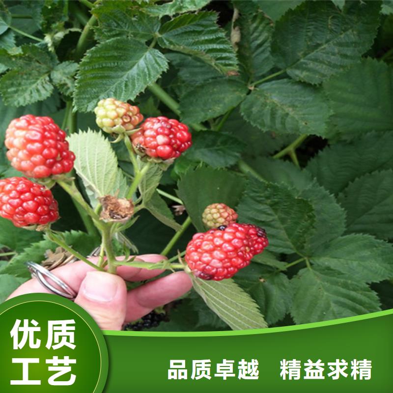 【 树莓_蓝莓苗多年实力厂家】种类齐全