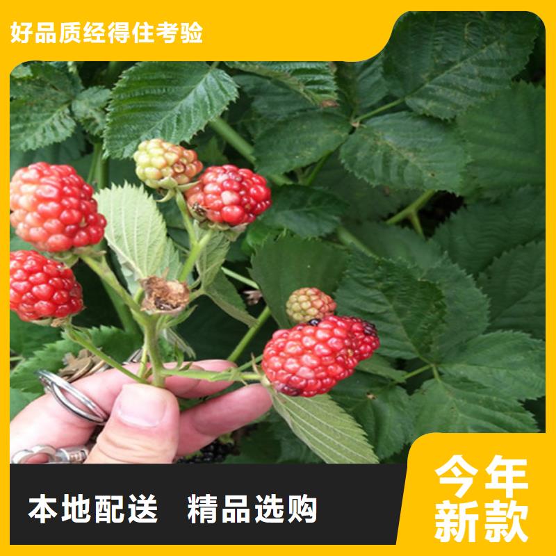 石楼|中阳|太原|临汾|朔州|长治|忻州|晋中轩园【 树莓_蓝莓苗多年实力厂家】