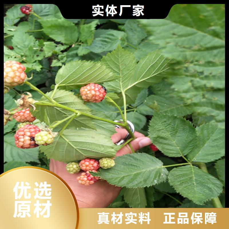 梨树苗视频-梨树苗|吕梁市|方山|离石|朔州|阳泉|大同|忻州|运城