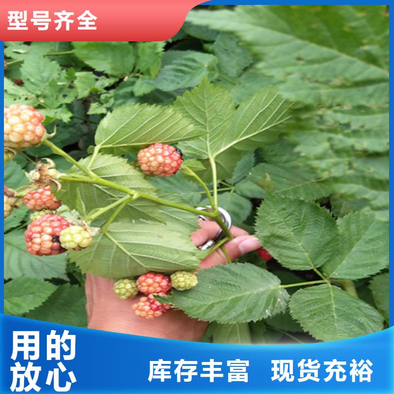 樹莓3公分軟籽石榴苗精工打造