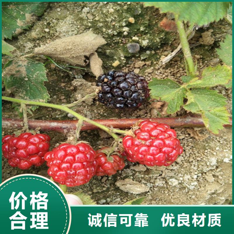 梨树苗-视频-相山|濉溪|黄山|宿州|滁州|蚌埠轩园梨树苗_ 轩园园艺场(淮北市分公司)