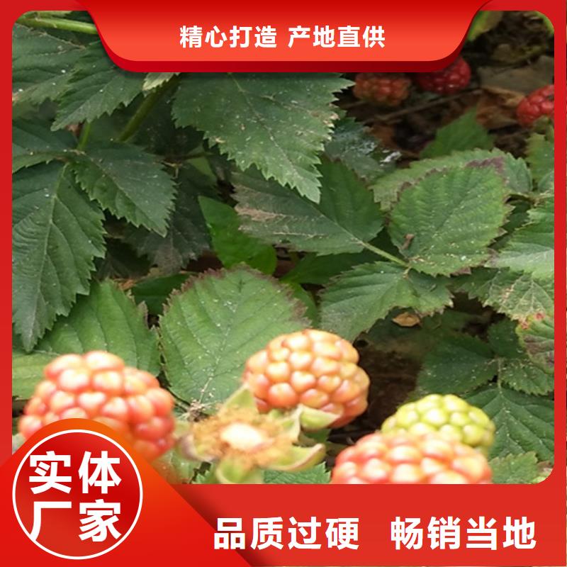 樹莓3公分軟籽石榴苗精工打造