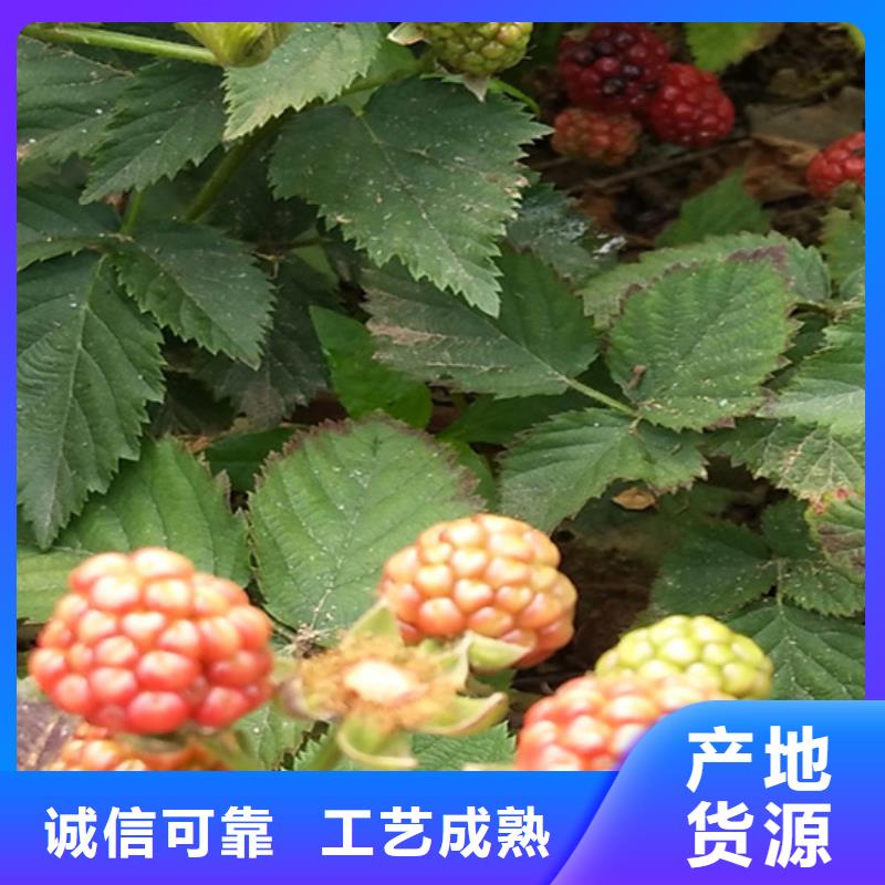 【树莓】石榴树值得信赖|梨树苗-轩园园艺场(本溪市分公司)