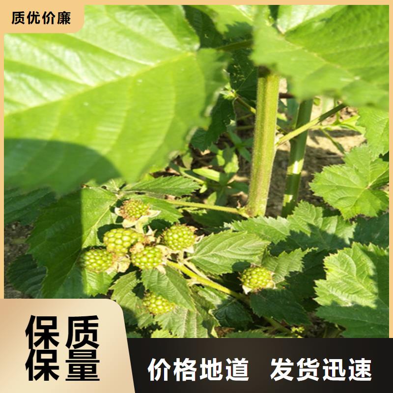 梨树苗-视频-梨树苗(轩园)覆盖地域山西省吕梁市孝义|石楼|忻州|晋中|朔州|阳泉