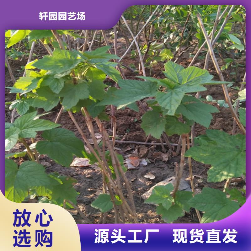 树莓-蓝莓苗库存充足