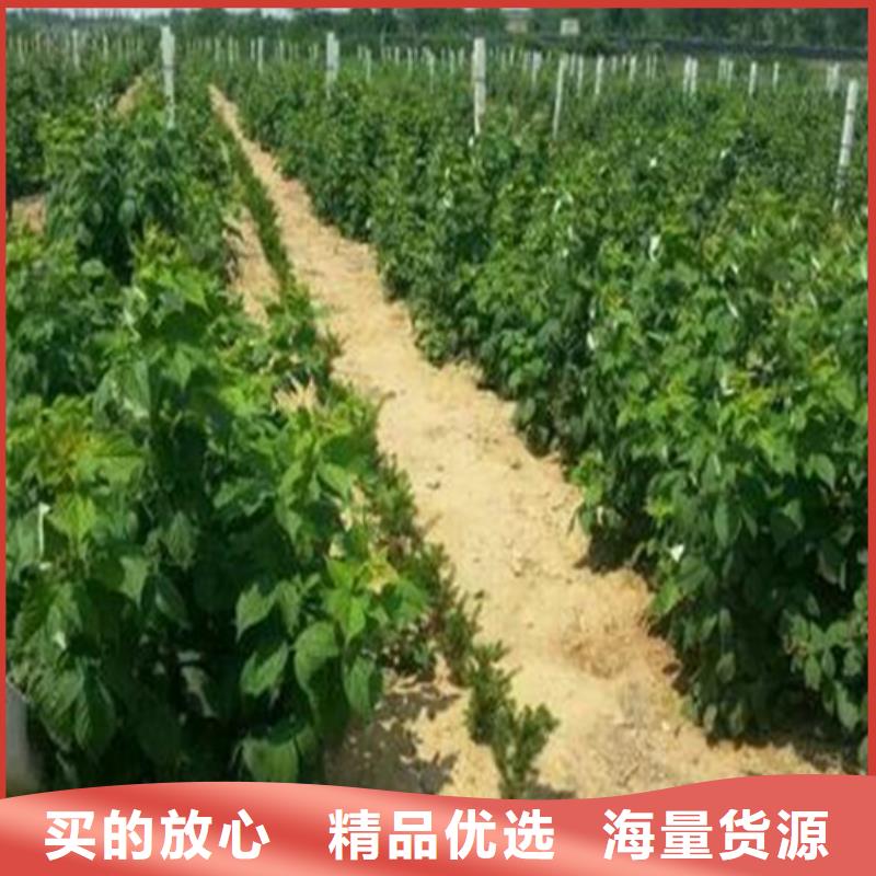 樹莓3公分軟籽石榴苗精工打造