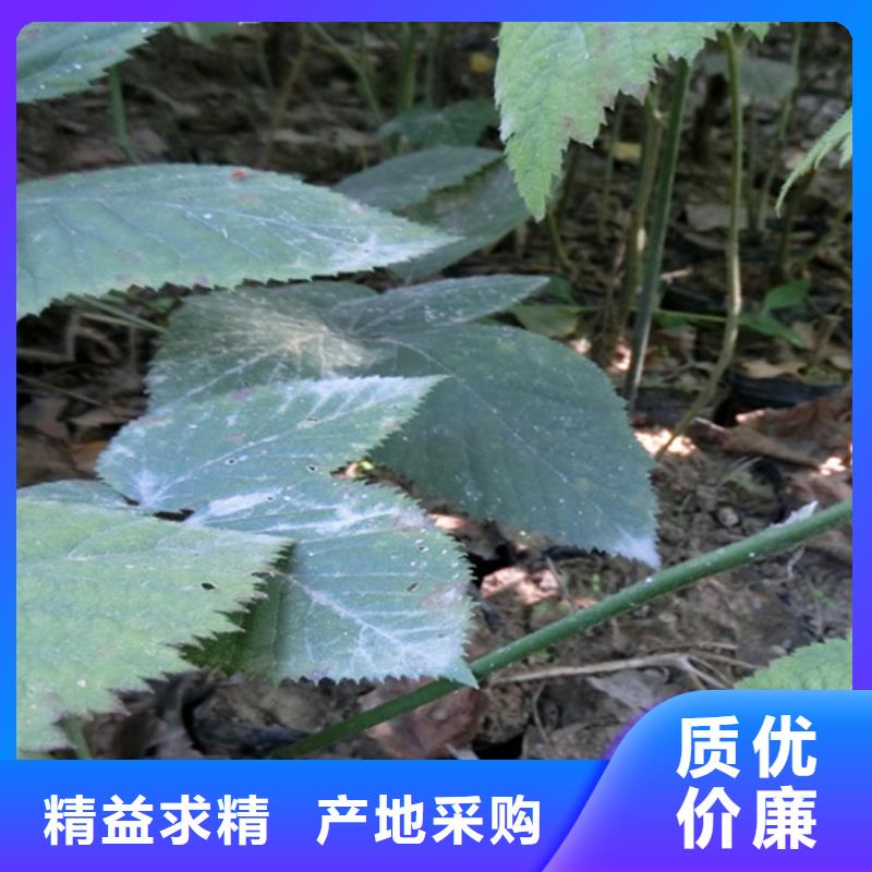 梨树苗-视频-梨树苗(轩园)覆盖地域山西省吕梁市孝义|石楼|忻州|晋中|朔州|阳泉