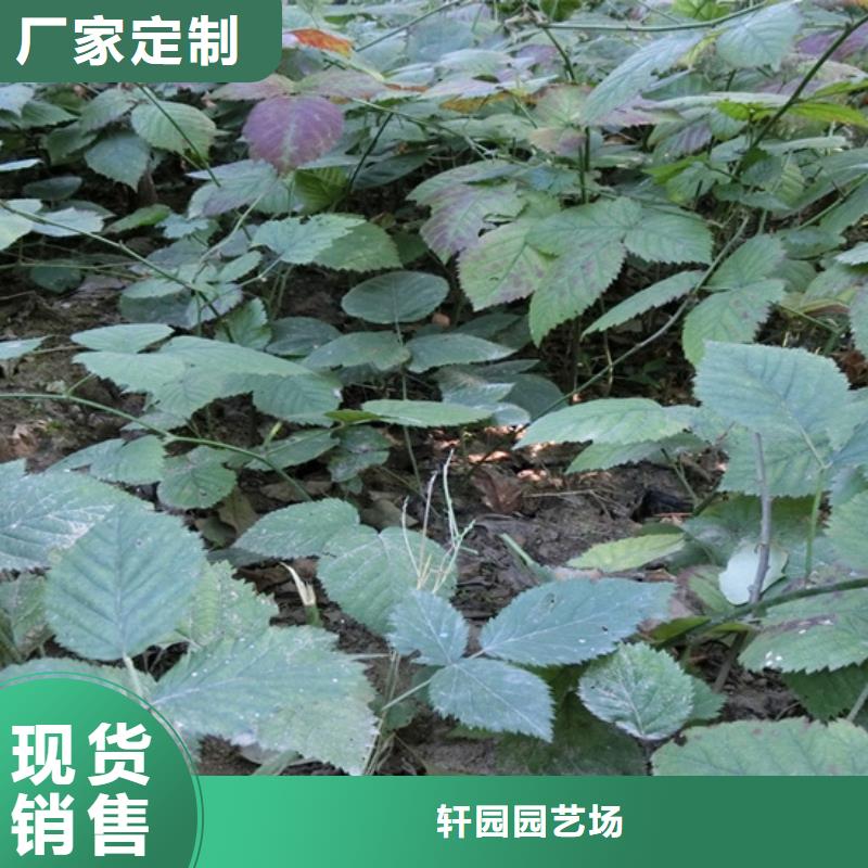 梨树苗-视频-梨树苗(轩园)覆盖地域山西省吕梁市孝义|石楼|忻州|晋中|朔州|阳泉