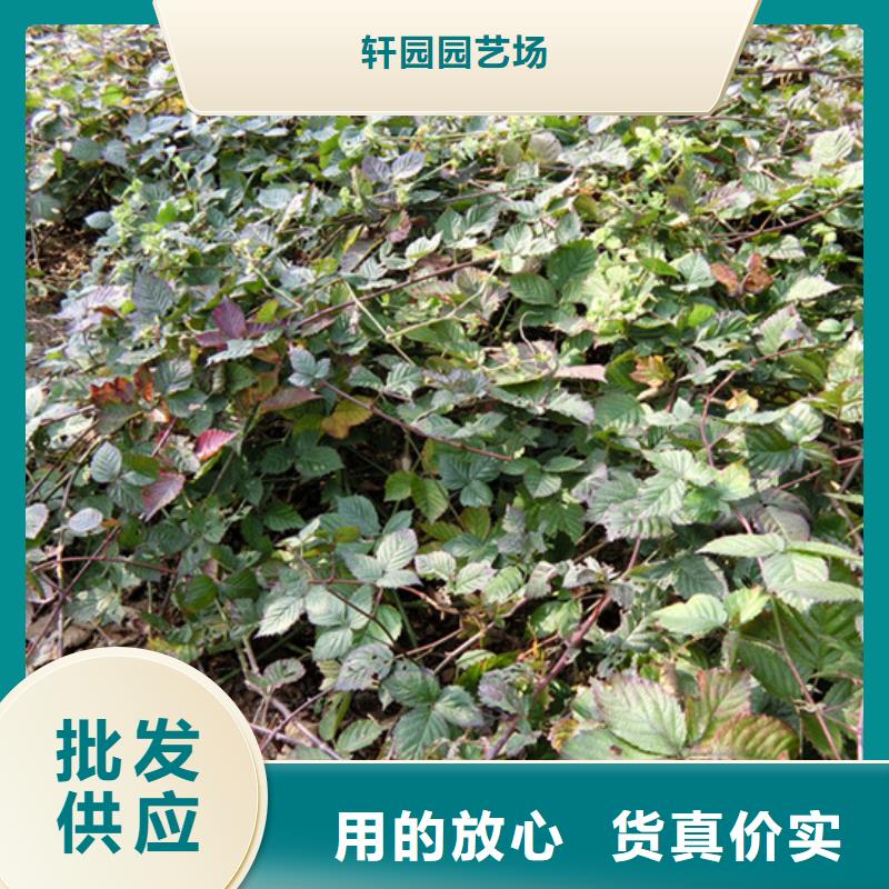 树莓【苹果苗】48小时发货