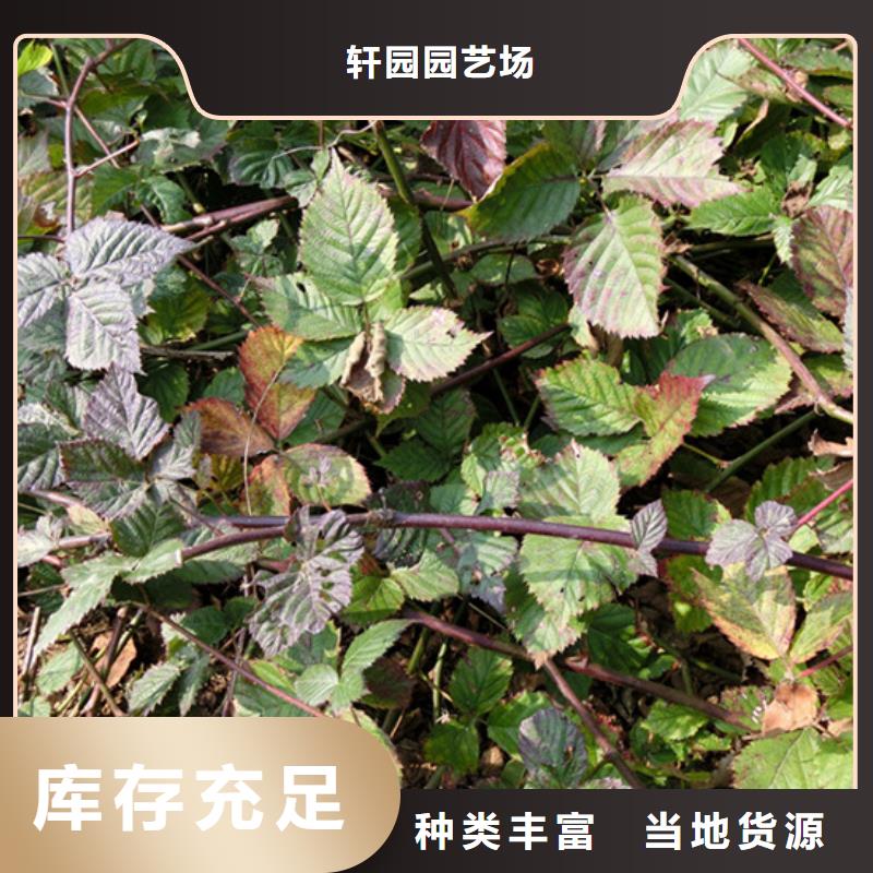 梨树苗视频-梨树苗|吕梁市|方山|离石|朔州|阳泉|大同|忻州|运城